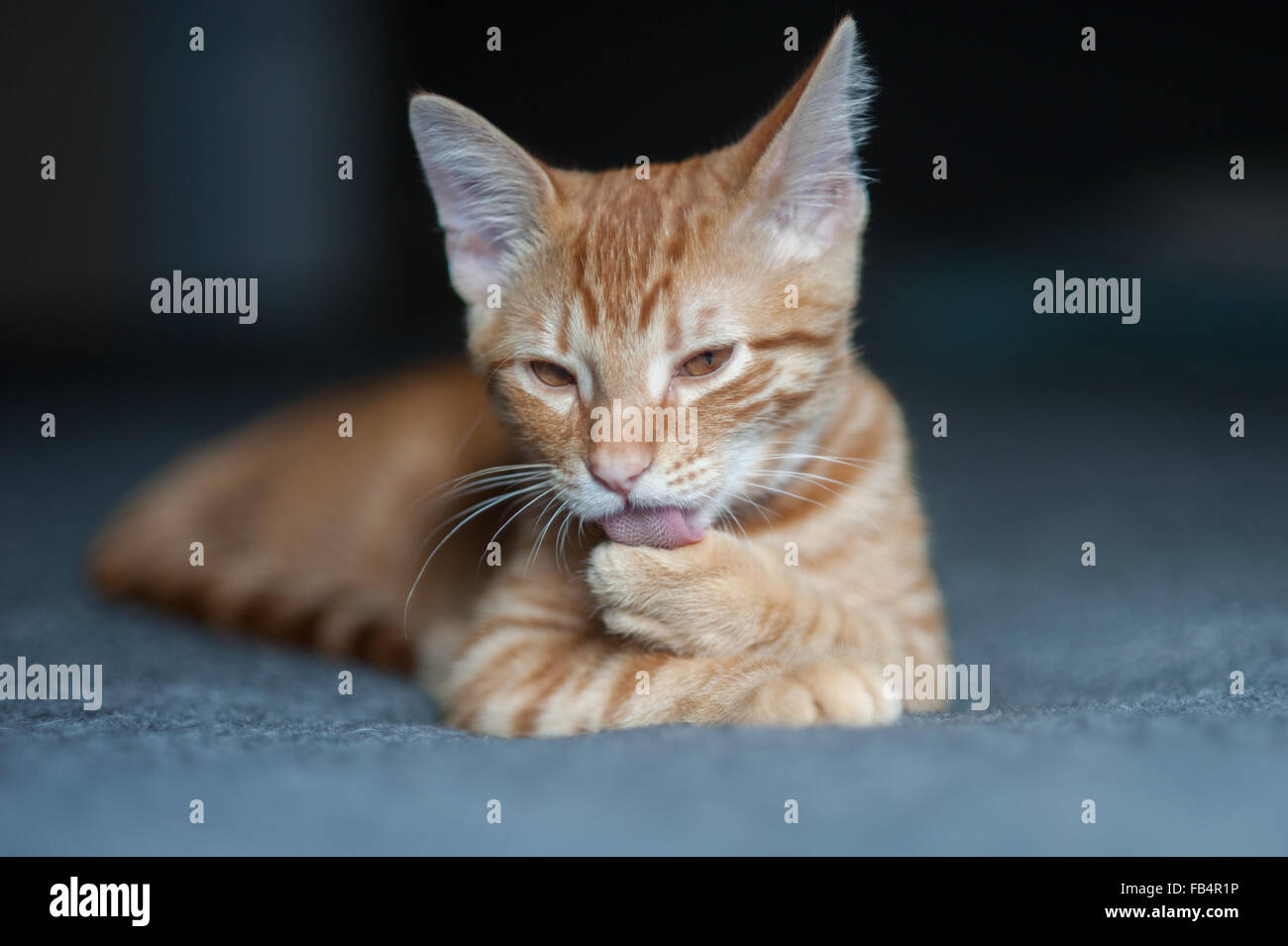 Tabby Kätzchen während der Pflege selbst auf Bett liegend Stockfoto