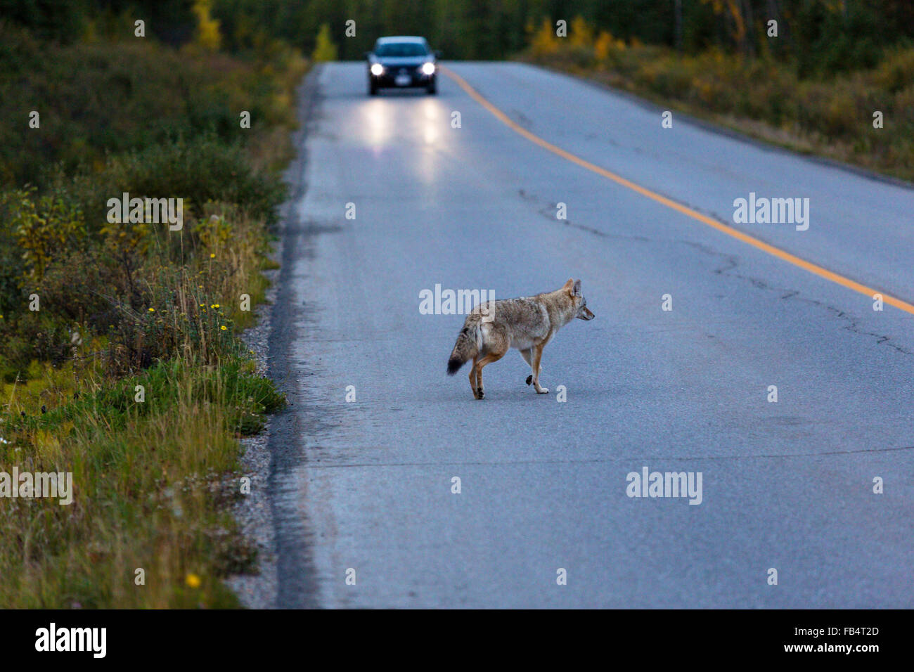 Kojote auf der Straße, Banff Nationalpark, Canis Latrans, zwei Jack Lakeside Campground, Alberta, Kanada Stockfoto