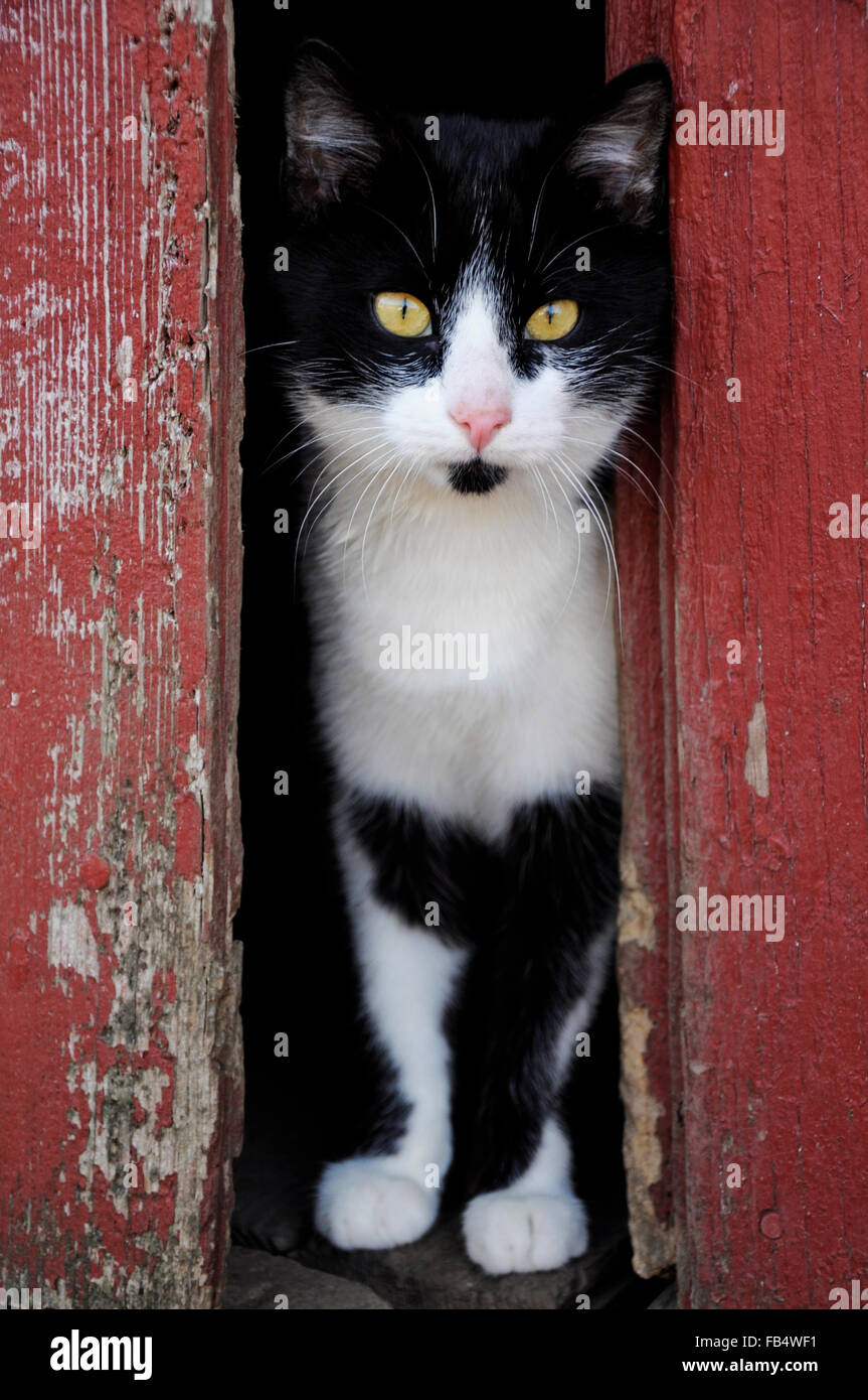 Black And White cat aussehende spähen durch rote Scheunentore Stockfoto