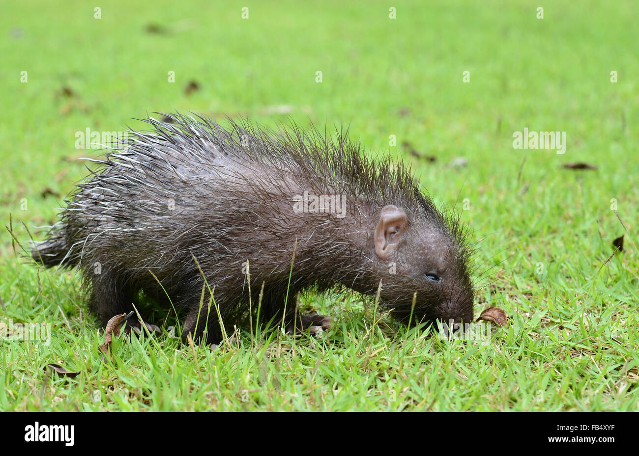 Baby Stachelschwein (Hystrix Brachyura) zu Fuß auf dem grünen Rasen Stockfoto