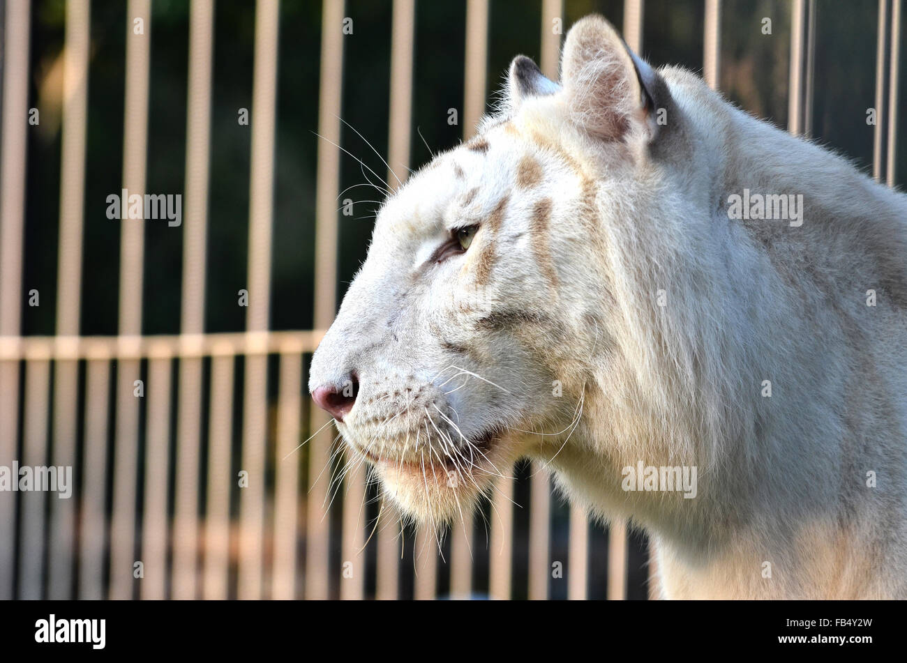 weißer Tiger und Käfig im Hintergrund Stockfoto