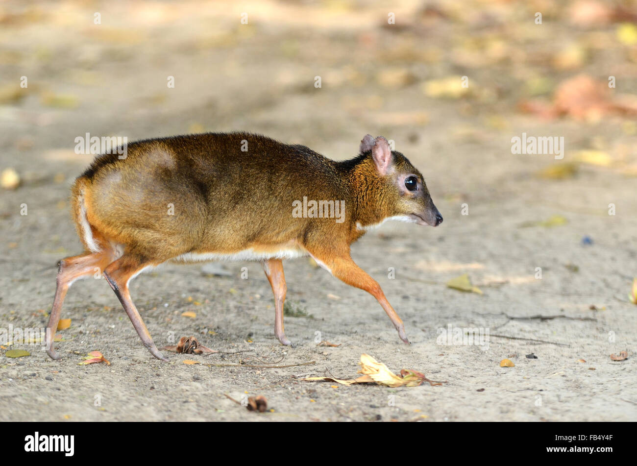 geringerem Maus-Rotwild (Tragulus Javanicus) Stockfoto