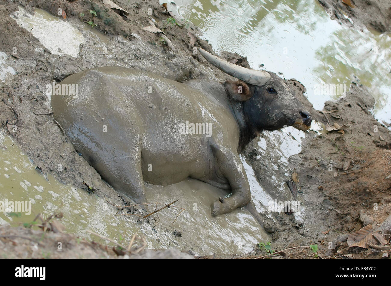 Wasserbüffel Stockfoto