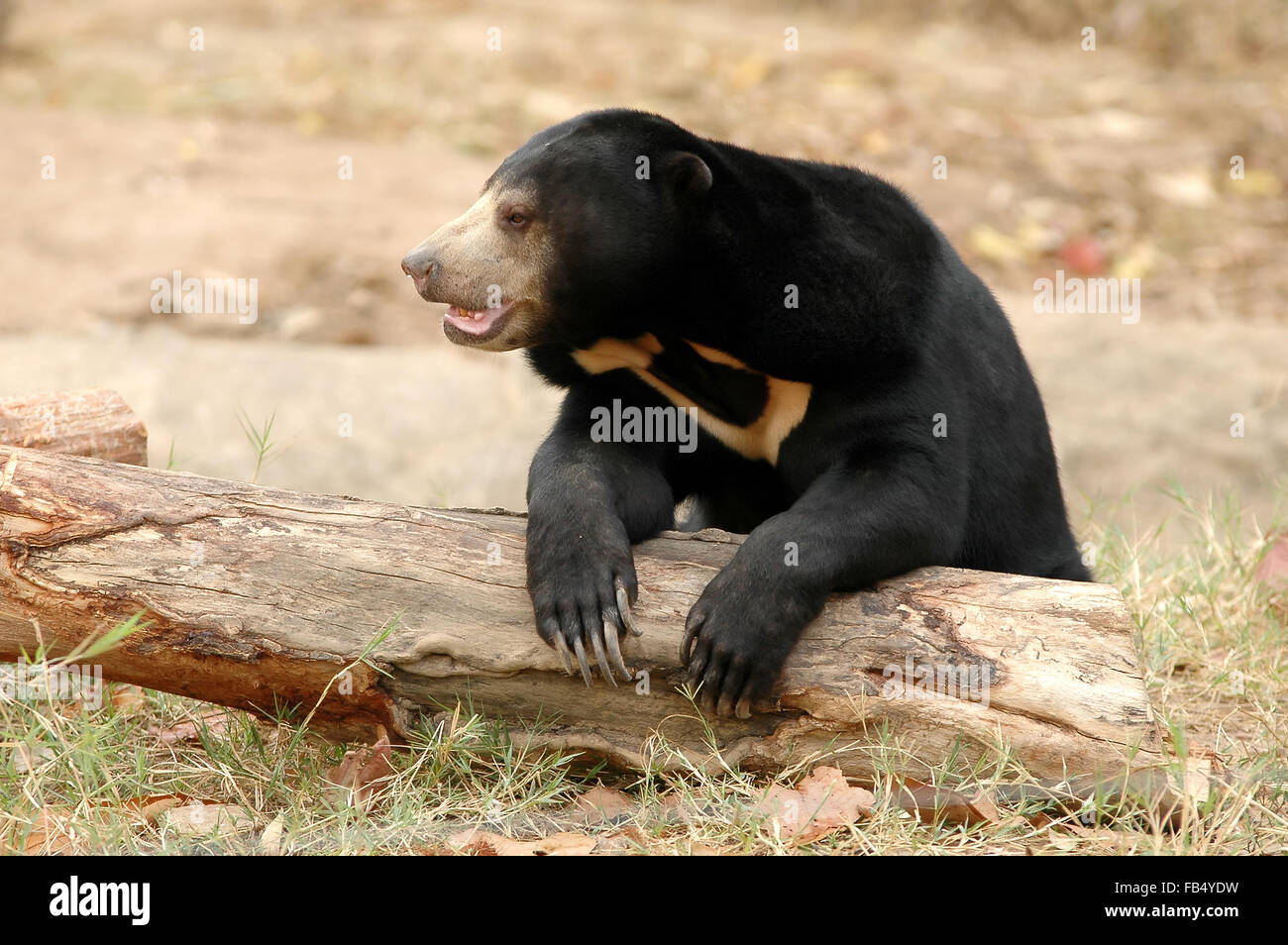 malayischen Sanbear der kleinste Bär der Welt Stockfoto