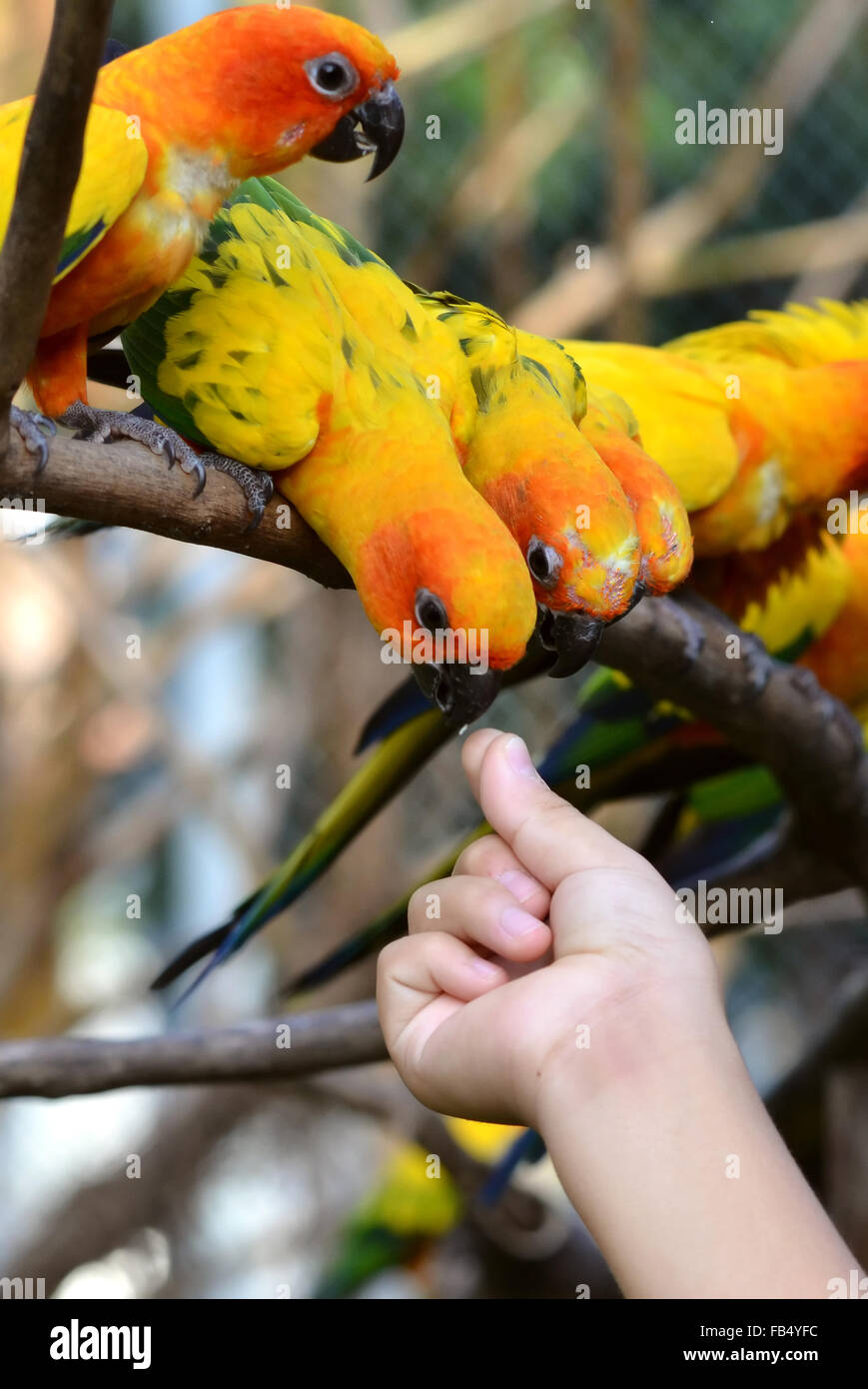 Sun Conure Papagei auf einem Ast Stockfoto