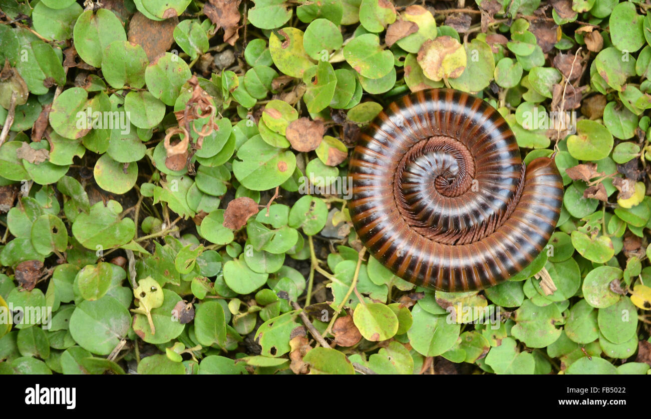 Makroaufnahme einer zusammengerollt Tausendfüßler Stockfoto