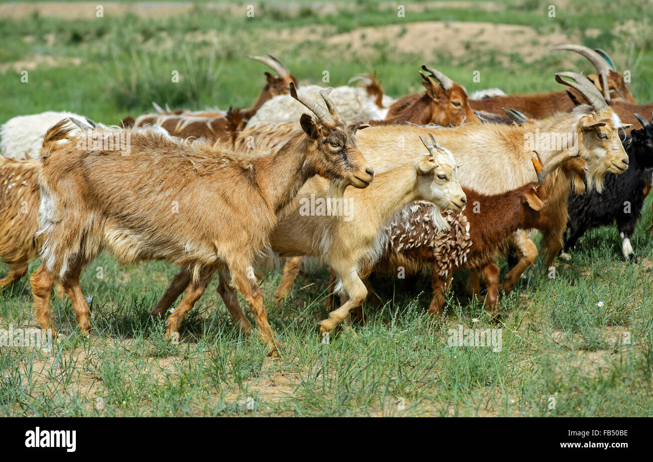 Herde aus Kashmirziegen, Dashinchilen, Bulgan Aimag, Mongolei Stockfoto