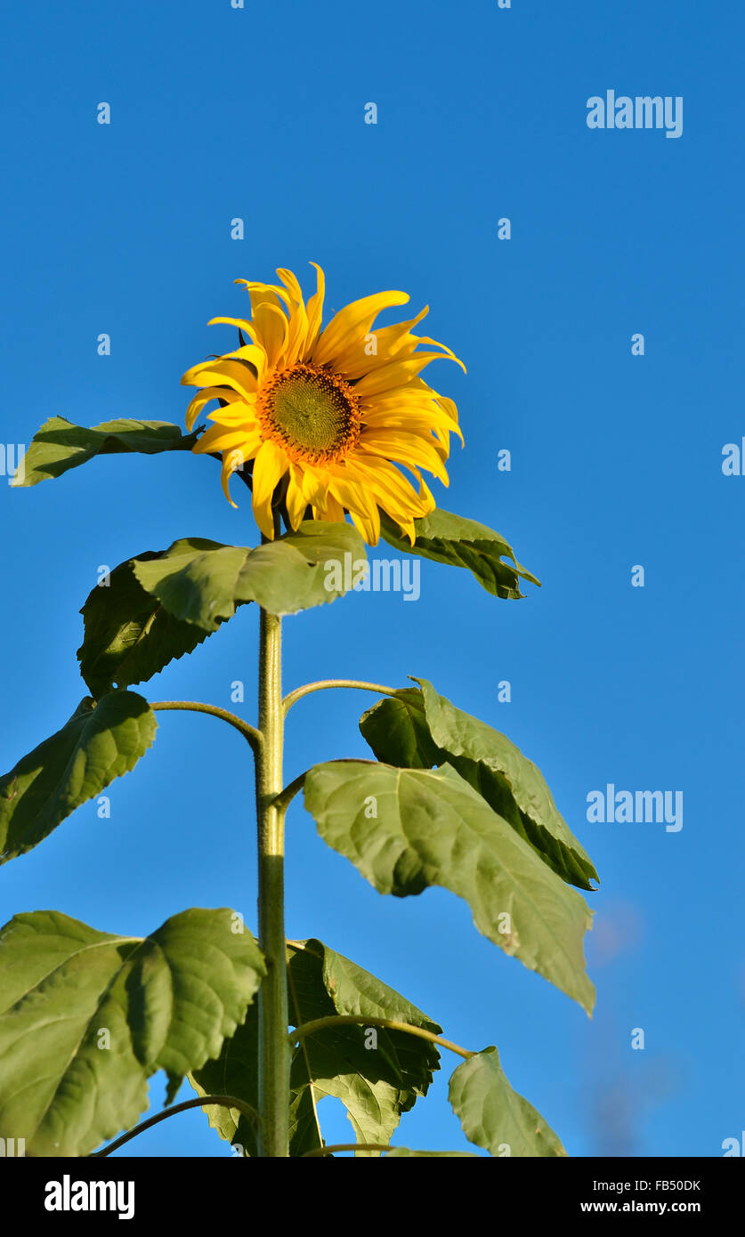 Nahaufnahme der Sonne Blume und blauer Himmel Stockfoto
