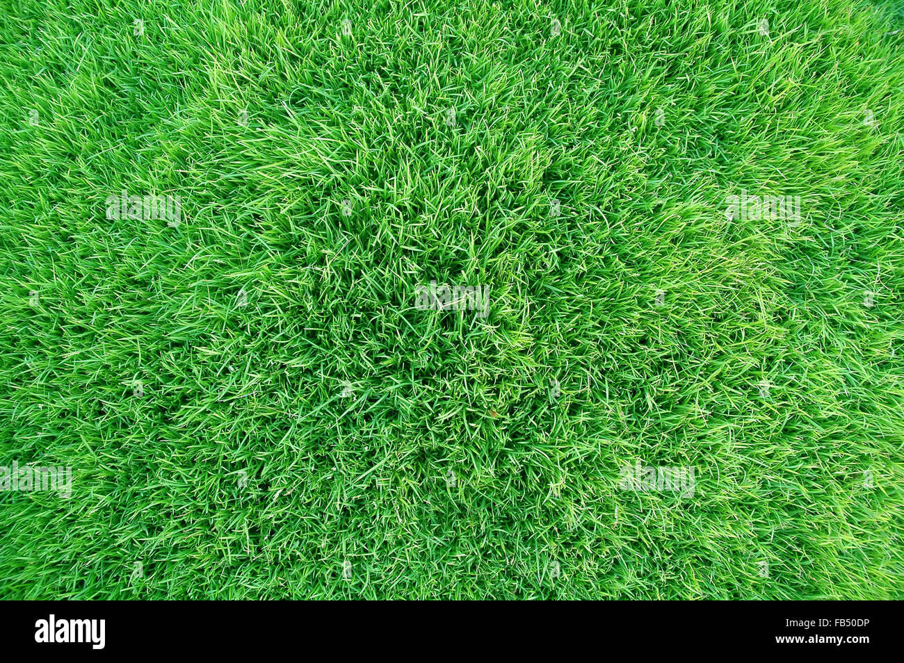 frisches Frühlingsgrün Rasen Stockfoto