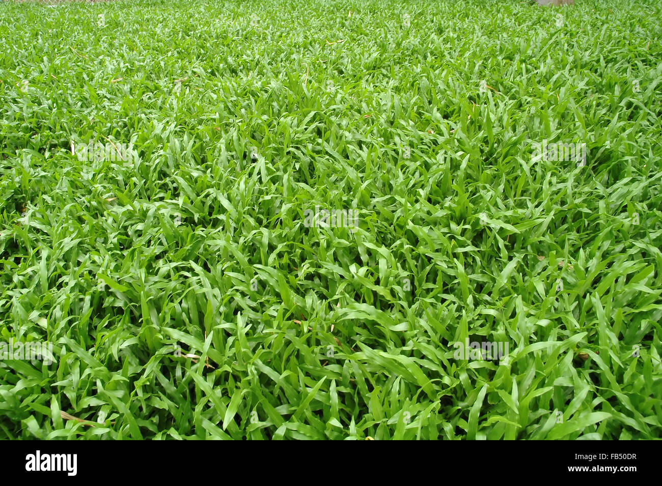 frisches Frühlingsgrün Rasen Stockfoto