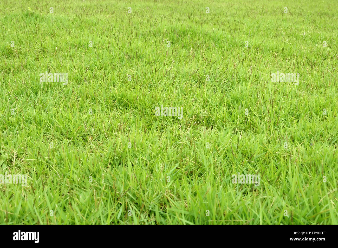 frisches Frühlingsgrün Rasen Stockfoto