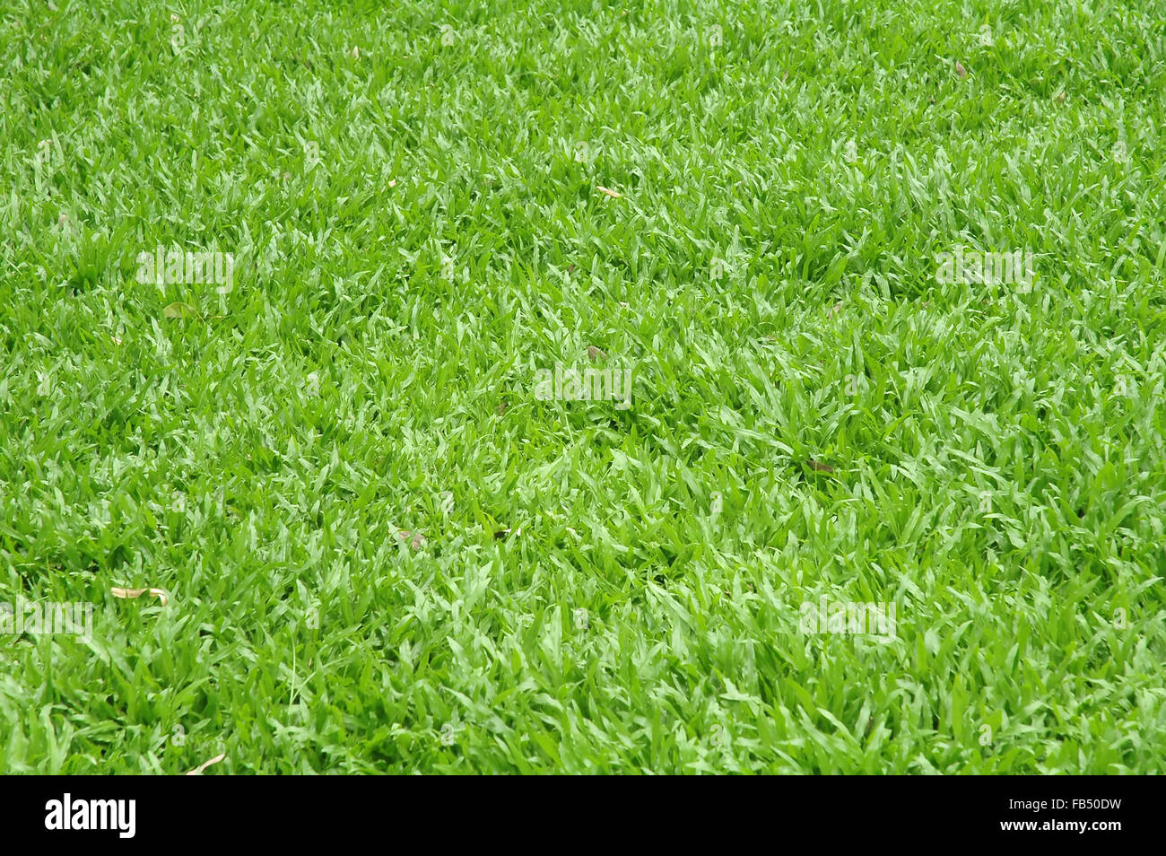 frisches Frühlingsgrün Rasen Stockfoto