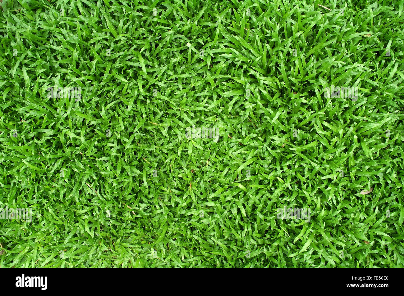 frisches Frühlingsgrün Rasen Stockfoto