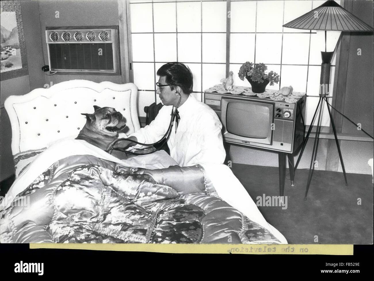 1968 - Luxushotel für Hunde; Tokoyo: Wohlhabende japanische Hundeliebhaber senden ihre Haustiere zum Abschnitt Hotel Iwamoto Animal Hospital in Nakano Bezirk von Tokio für Rest und Rerecuperation, waschen und Brush-up [Haarschnitt, Pediküre und Generalüberholung. Einige der ''-Clients'' Liebe es und will nicht zu verlassen. Es gibt keine Zwinger, nur 49 Zimmer, darunter 4 Luxussuiten, die alle klimatisiert, teilweise mit Betten, Bäder und Farb-TV-Sets. Hier kann Hund geeignet Kumpels treffen ein weiterer Grund warum einige von ihnen es schwer finden, nach Hause zu gehen. Die Luxus-Suiten Kosten 3 pro Tag, und dieser '' ein '' Abschnitt ist Stockfoto