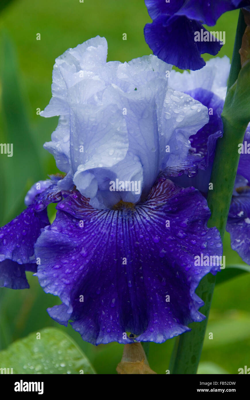 Weltpremiere Iris, Schreiners Iris Gardens, Keizer, Oregon Stockfoto