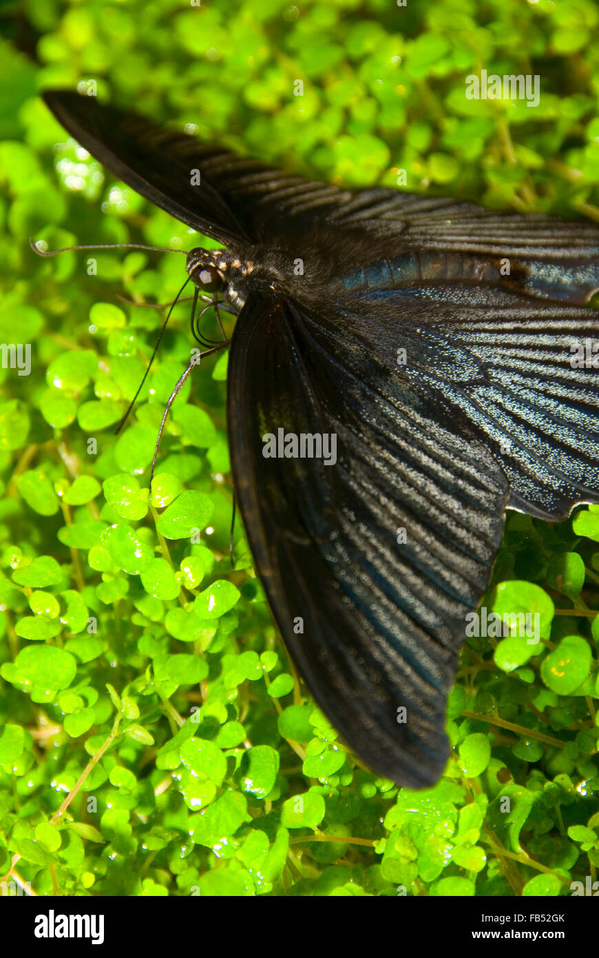 Großer Mormone (Papilio Memnon), Wings of Wonder, Polk County, Oregon Stockfoto