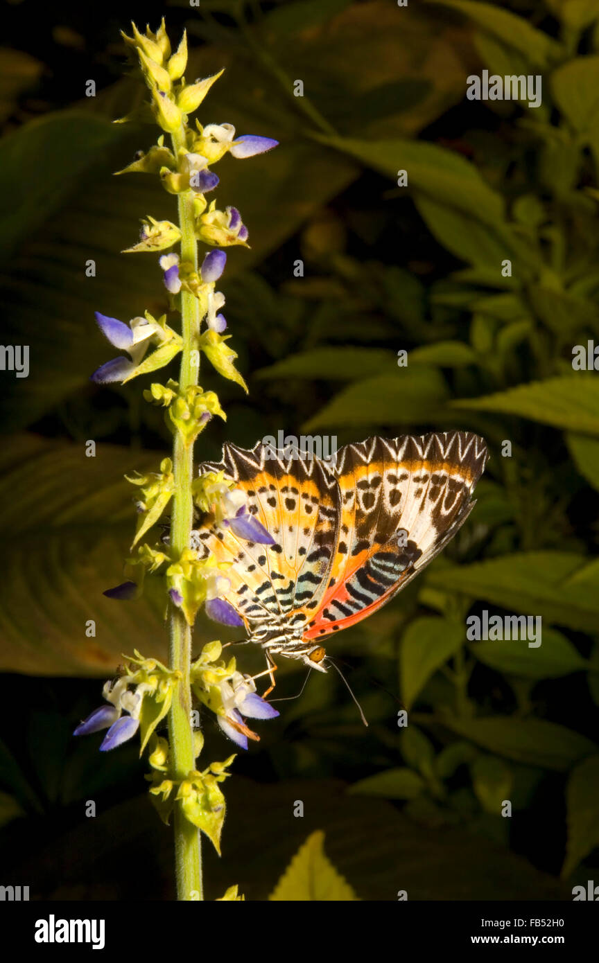 Die Florfliege (Cethosia Biblis), Wings of Wonder, Polk County, Oregon Stockfoto