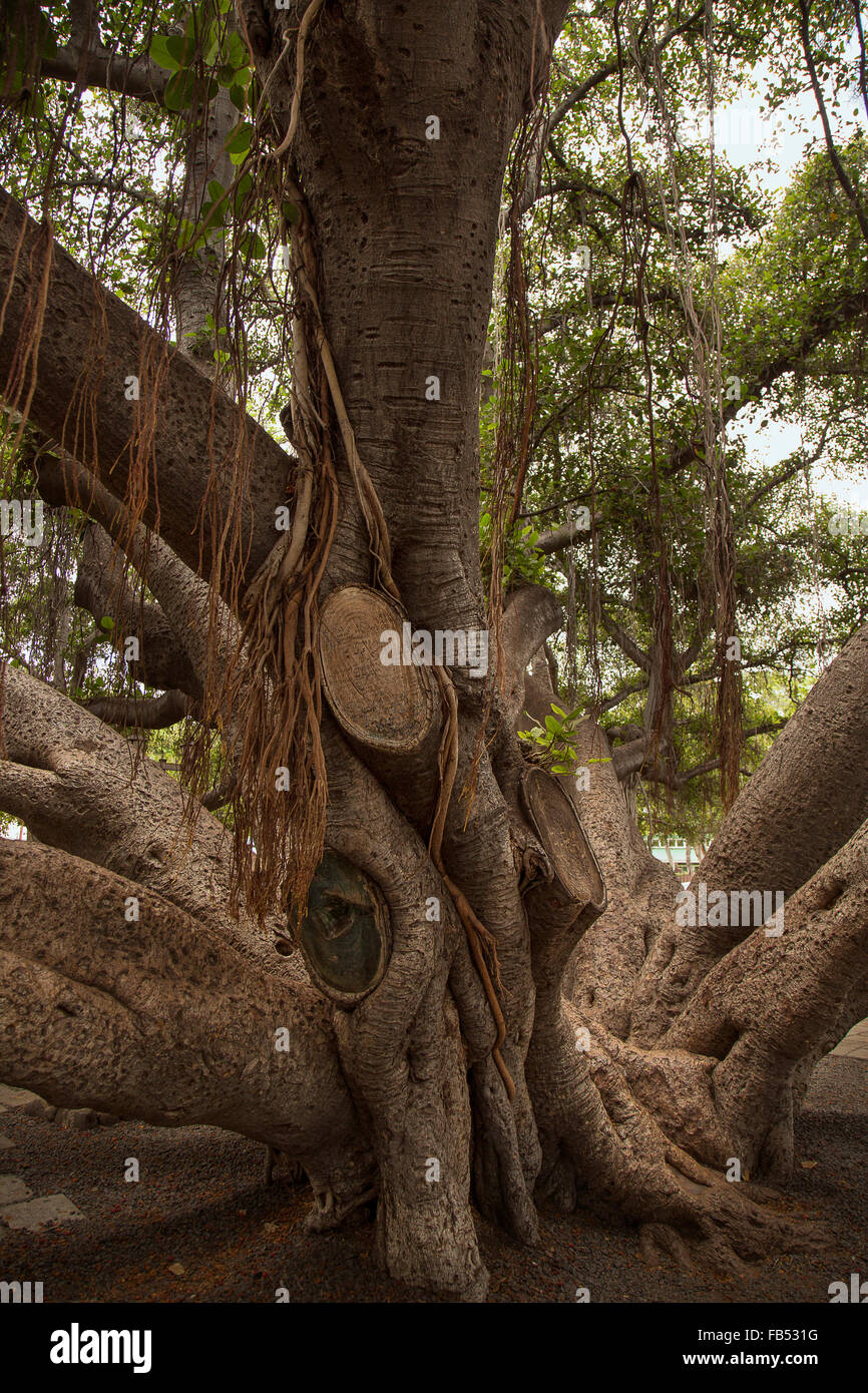 Banyan-Baum Stockfoto