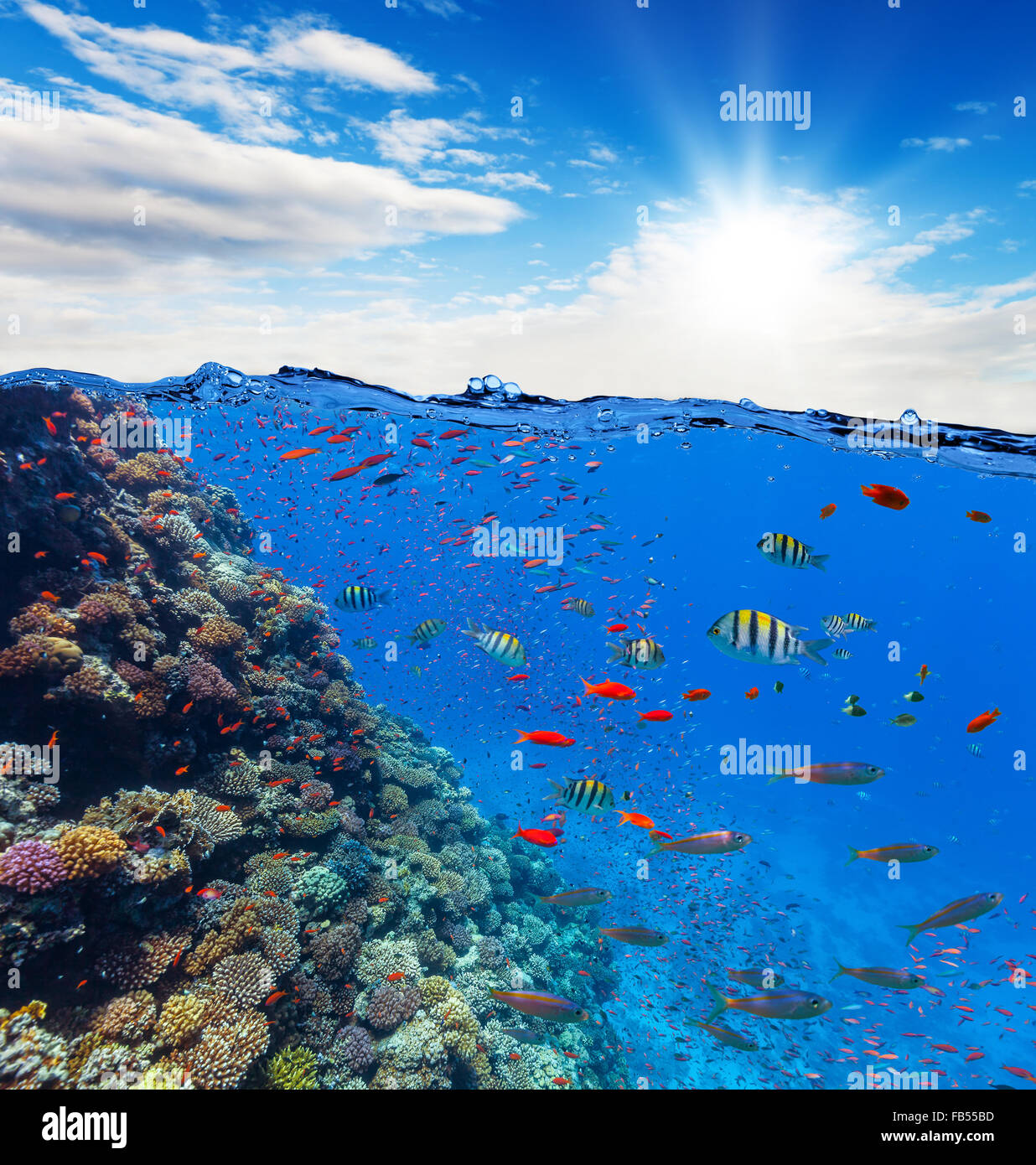 Unterwasser Korallenriff mit Horizont und Wasser Wellen Stockfoto