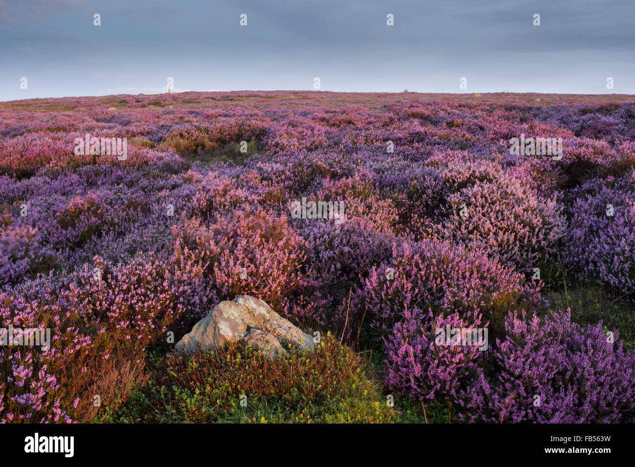 Blühende Heide, lateinischen Namen Calluna Vulgaris im Morgenlicht um in eine steife Brise weht Lealholm Moor Stockfoto