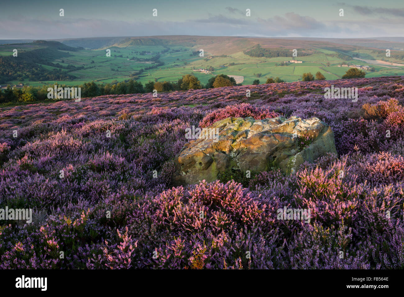 Blühende Heide, lateinischen Namen Callluna Vulgaris.  Mit Blick auf das Esk-Tal in Richtung große Fryup Dale Stockfoto