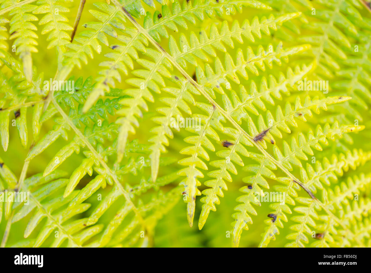 Neues Wachstum der grünen üppigen Bracken, lateinischer Name Pteridium Stockfoto