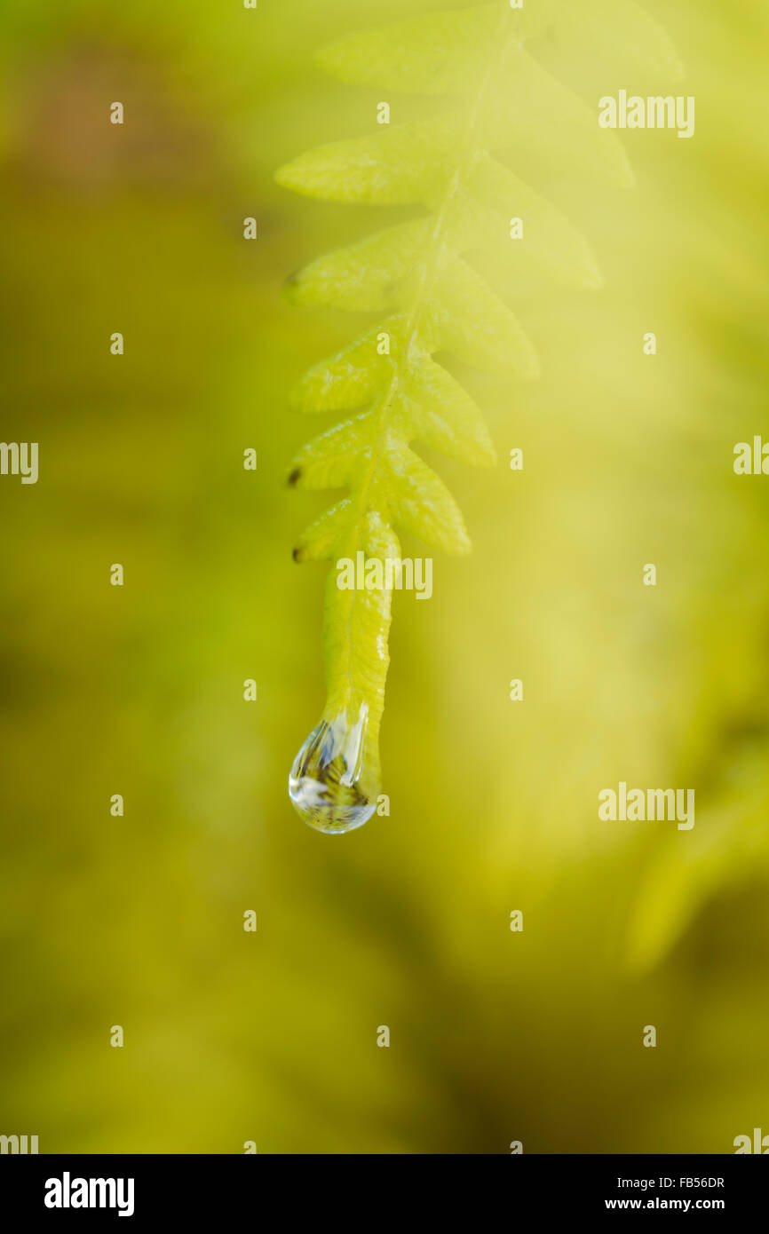 Neues Wachstum der grünen üppigen Bracken, lateinischer Name Pteridium, bedeckt Regenwasser Stockfoto