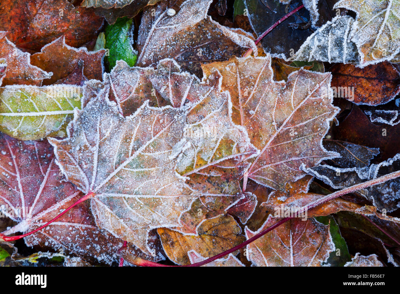 Mischung aus gefallenen Ahorn Blätter zeigen verschiedene Farben des Herbstes und in Frost Kristallen bedeckt Stockfoto