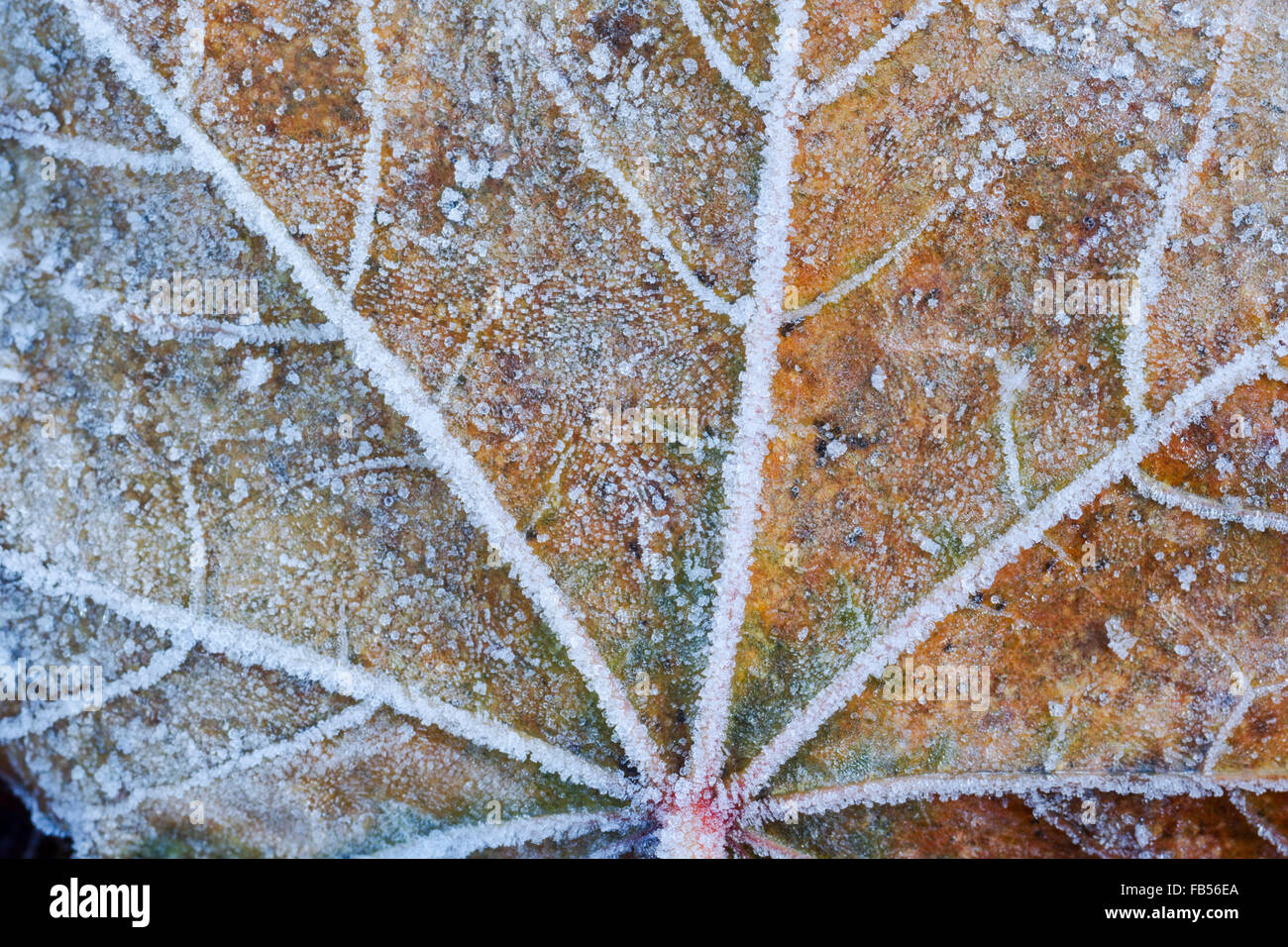 Ahorn Blatt zeigen verschiedene Farben des Herbst und bedeckt in Frost Kristalle Stockfoto