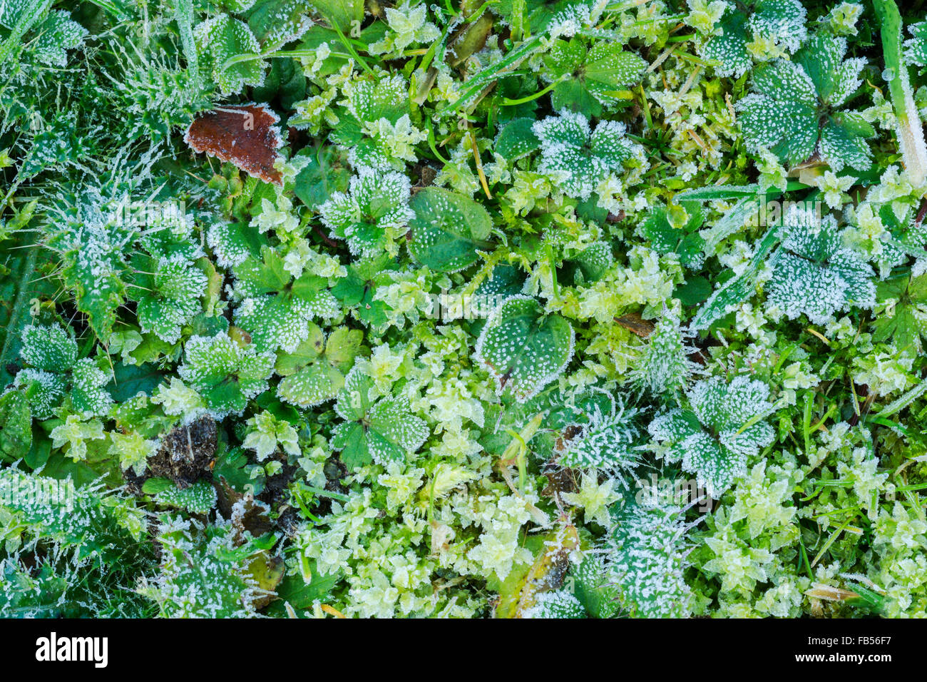 Wiese Rasen und Moosen Vegetation Mischung bedeckt mit Frost Eiskristalle schmelzen Stockfoto