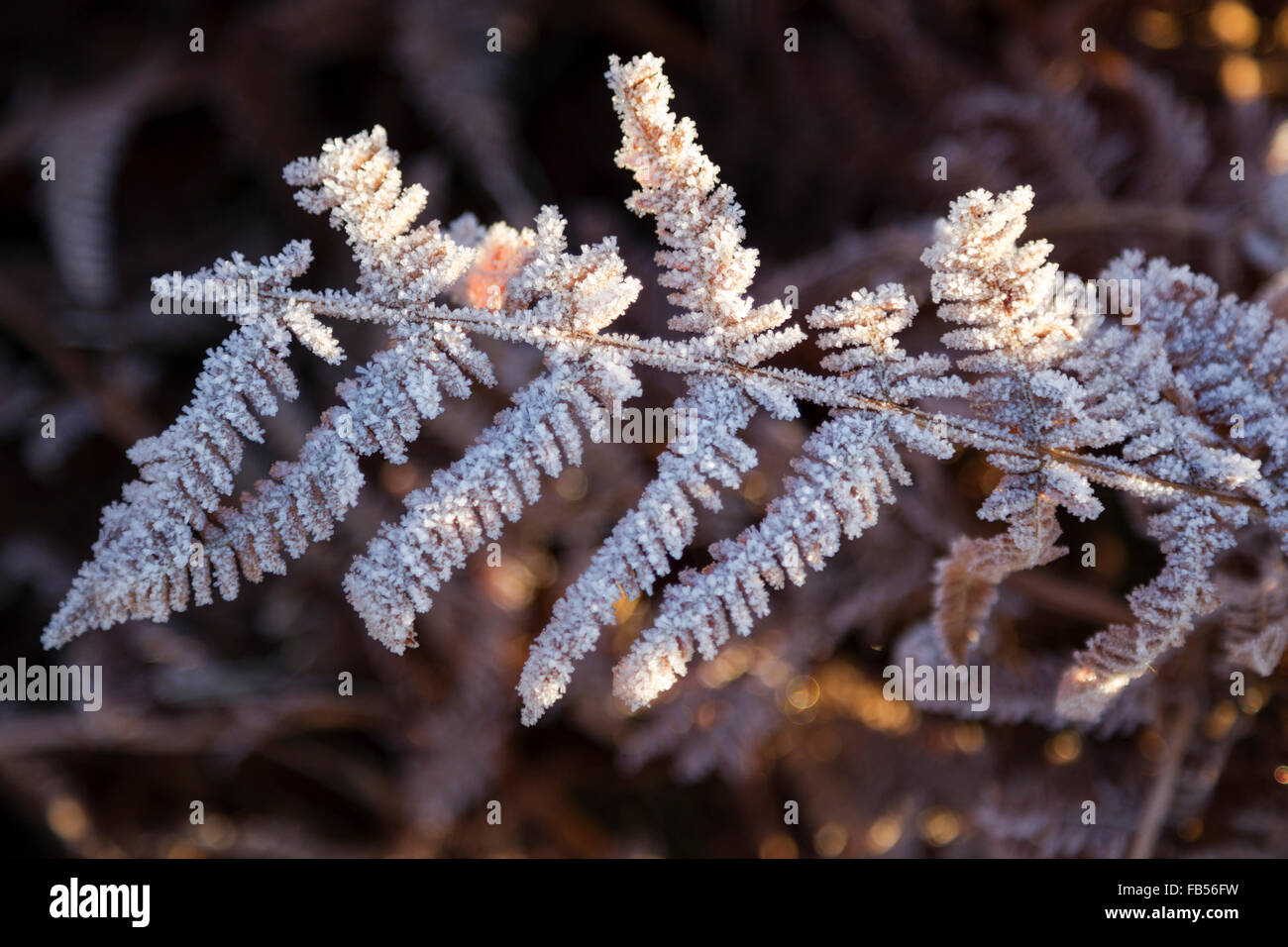 Frost bedeckt Bracken Wedel, lateinischer Name Pteridium Stockfoto