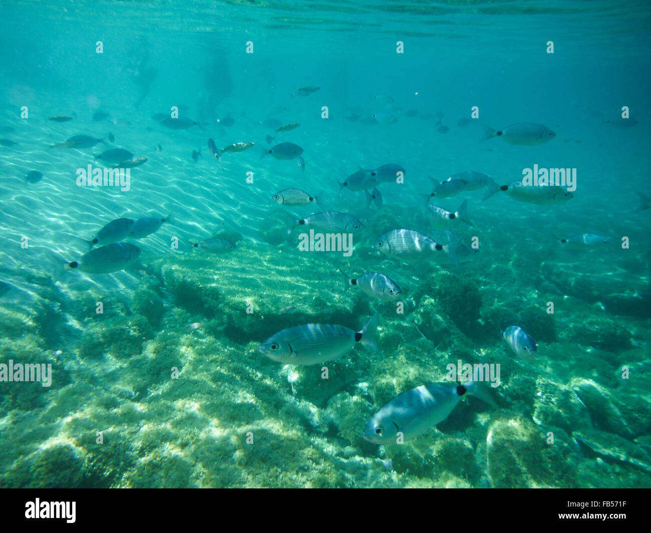 Aufnahmen von der wunderschönen Unterwasserwelt Sardiniens Stockfoto