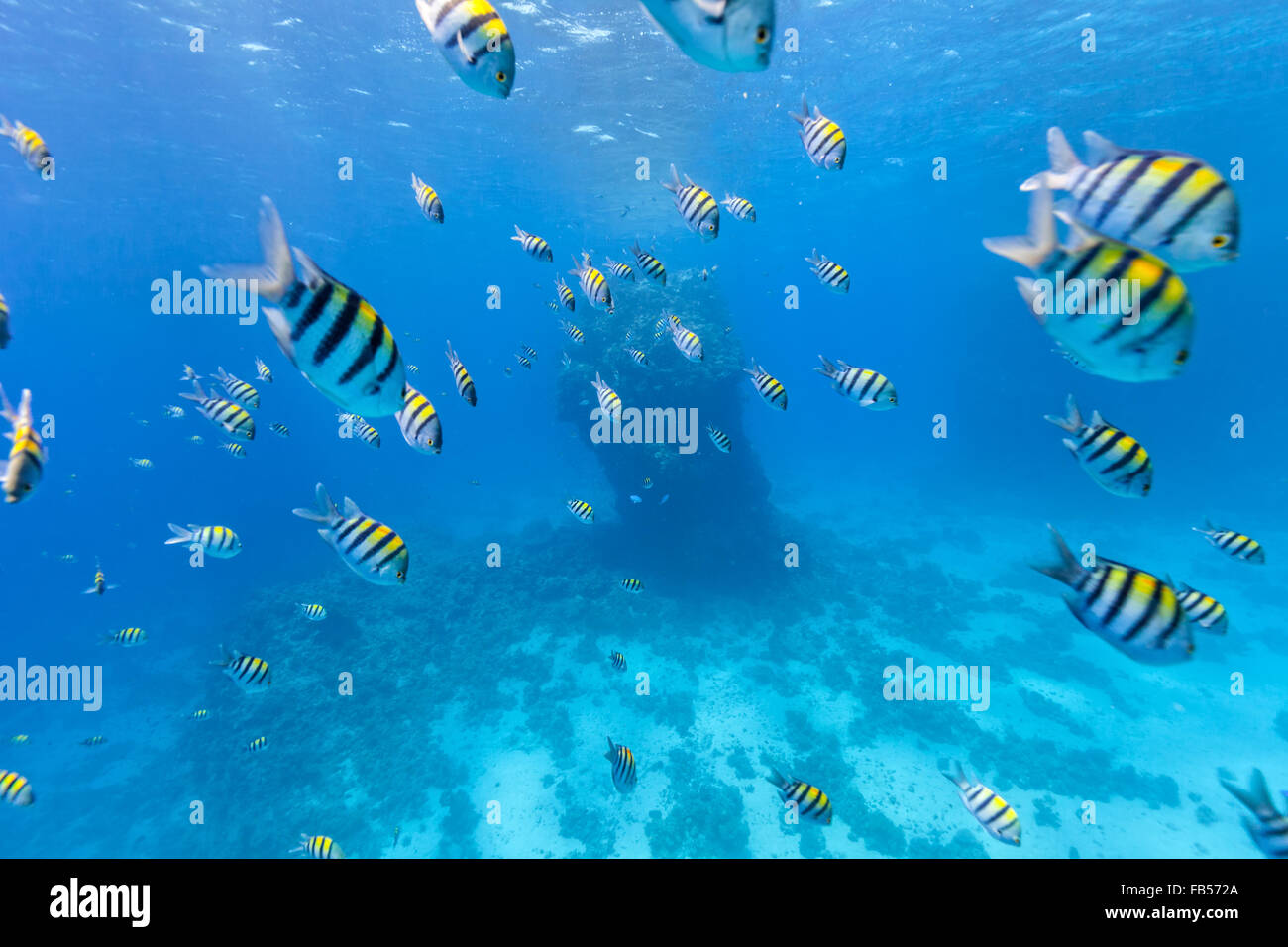 Schwarm von tropischen Fischen im Roten Meer Stockfoto