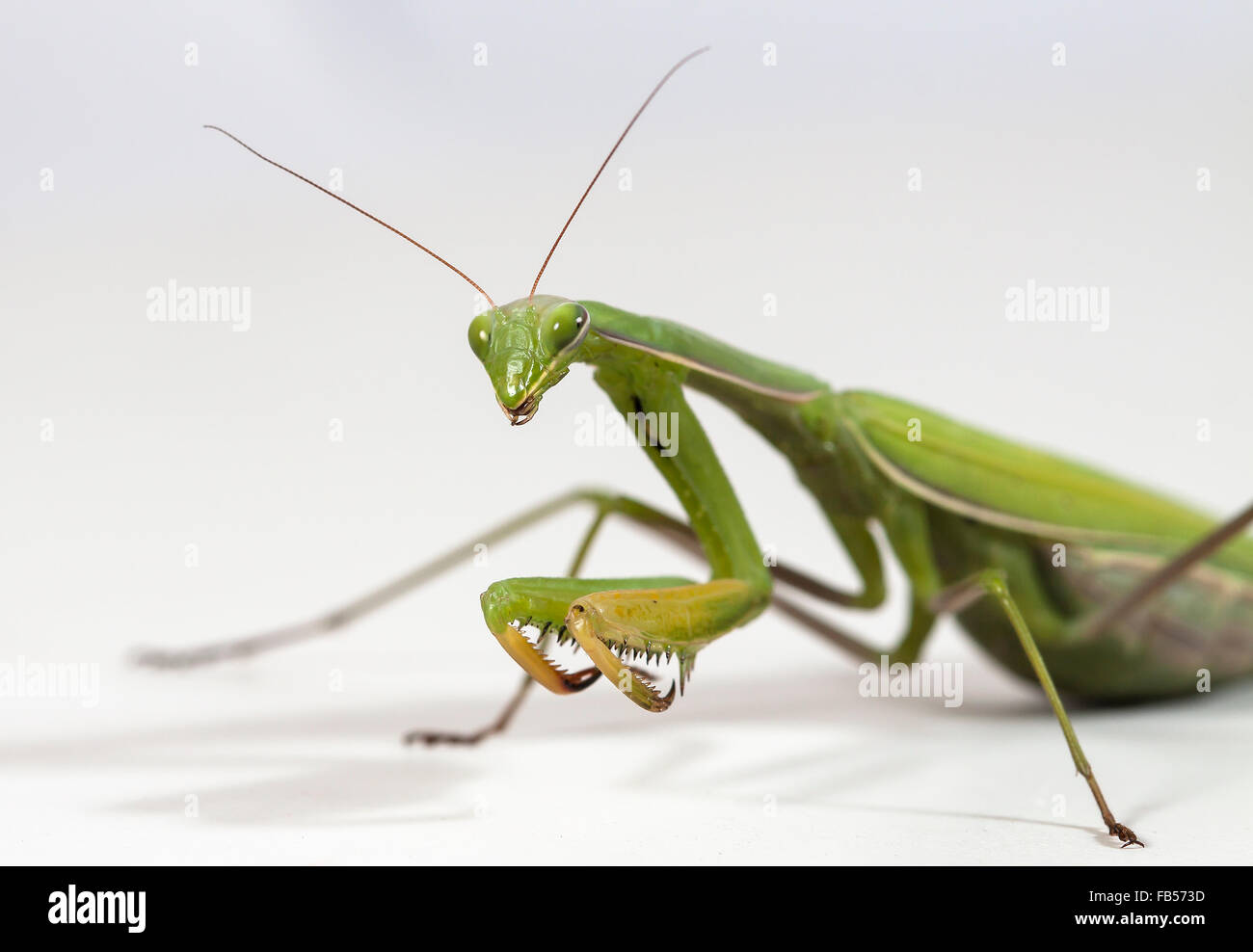 Das große Weibchen der mantis Stockfoto