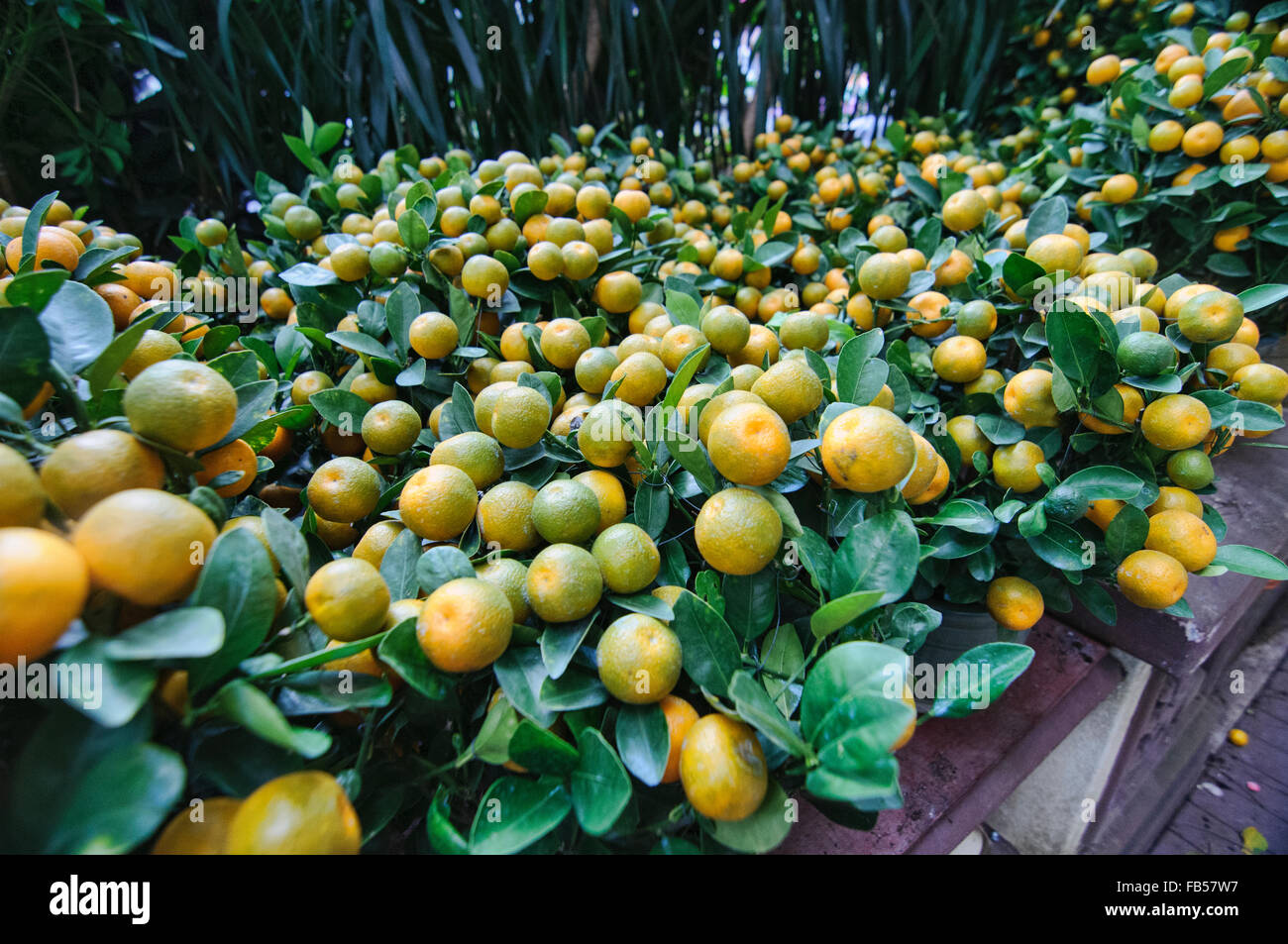 Haben im Blumenmarkt in Mongkok, Hong Kong Stockfoto