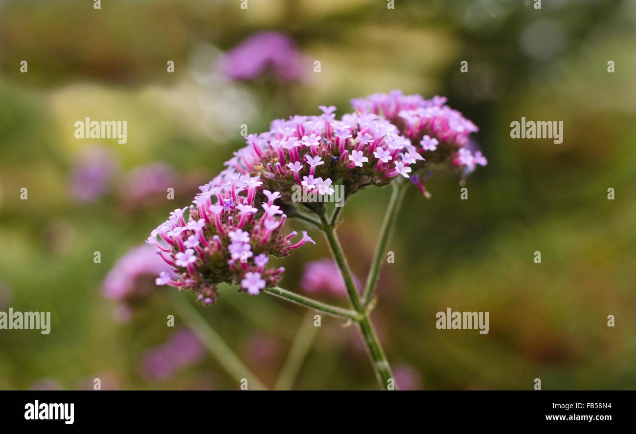 Nahaufnahme der Blütenköpfchen von Verbena Bonariensis oder Purpletops Blüten.  Mehrjährige Eisenkraut Clustertop Eisenkraut argentinisches Eisenkraut Stockfoto Nahaufnahme der Blütenköpfchen von Verbena Bonariensis oder Purpletops Blüten.  Mehrjährige Eisenkraut Clustertop Eisenkraut argentinisches Eisenkraut Stockfoto