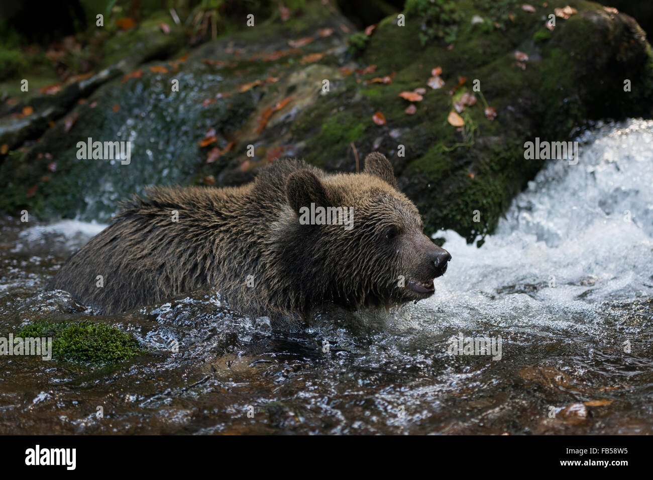 Europäischer Braunbär Young / Europaeischer Braunbaer (Ursus Arctos) in einem Pool von einem wilden Wasser Bach baden. Stockfoto