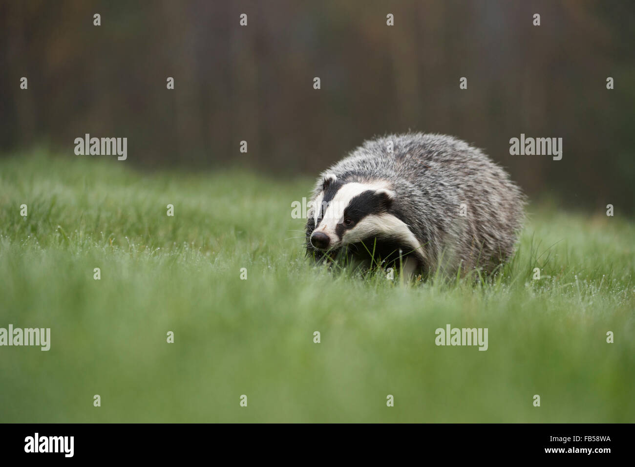 Europäischer Dachs ( Meles meles ) geht über eine tau nasse Weide, tiefes Blickfeld, Europa. Stockfoto