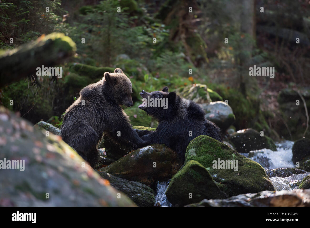 Junge Europäische Braunbären / Europaeischer Braunbaer (Ursus Arctos) zwischen Felsen in einem wilden Bach spielen. Stockfoto
