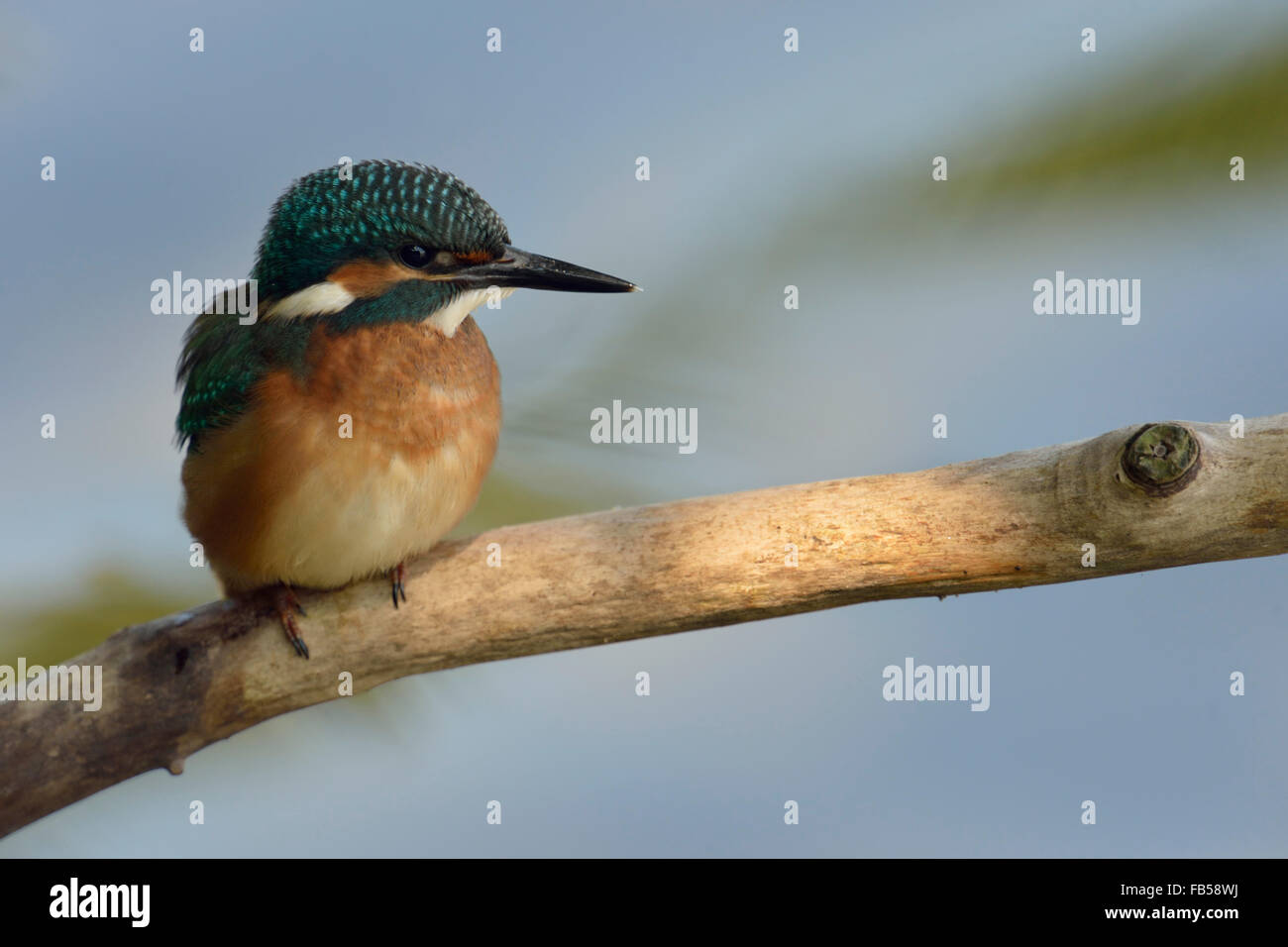 Niedlicher junger gemeiner Eisvogel / eurasischer Eisvogel ( Alcedo atthis), der auf einem Zweig über dem Wasser im Scheinwerferlicht thront, Tierwelt, Europa. Stockfoto