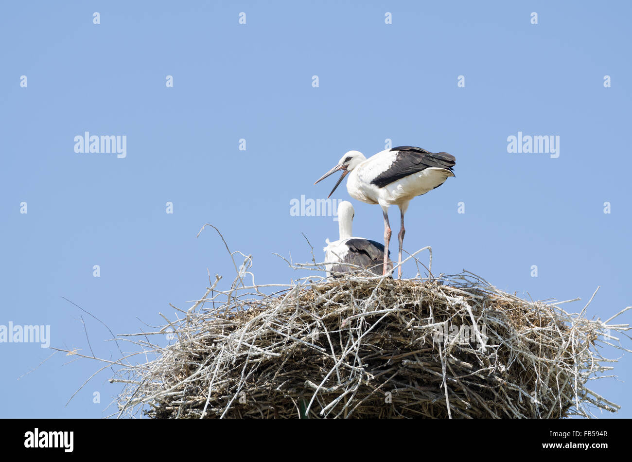 Weißstorch-paar in ihrem Nest an einem Bright-Tag mit blauem Himmel Stockfoto