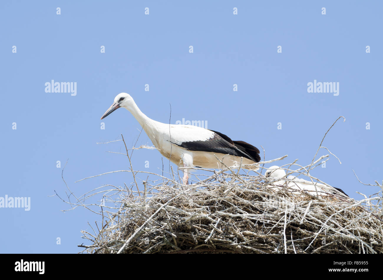Weißstorch-paar in ihrem Nest an einem Bright-Tag mit blauem Himmel Stockfoto