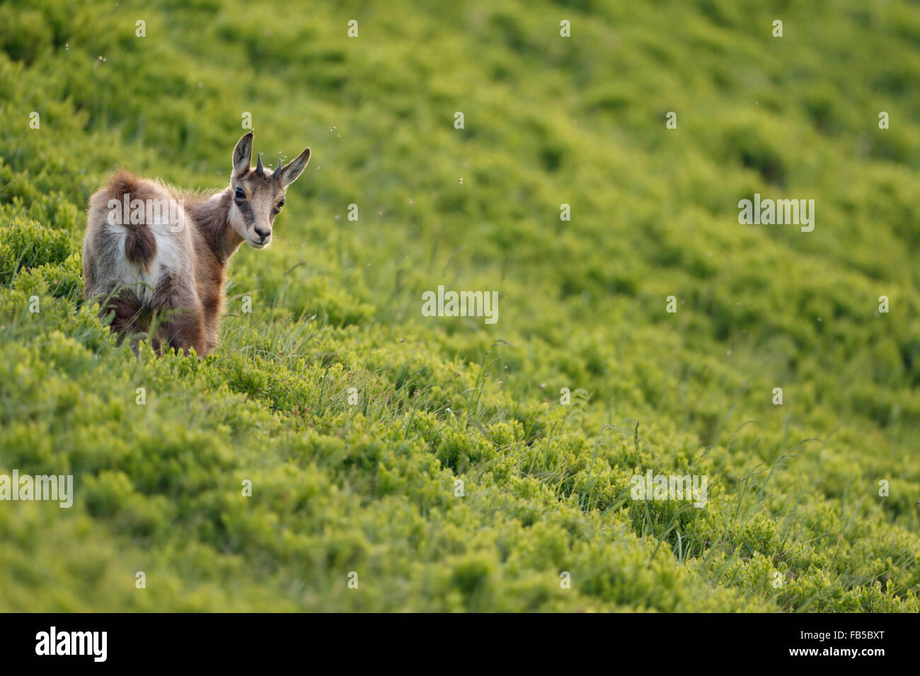 Junge Chamois / Alpine Gämse (Rupicapra Rupicapra) steht in der frischen grünen alpine Vegetation, im Rückblick auf seine Schulter. Stockfoto