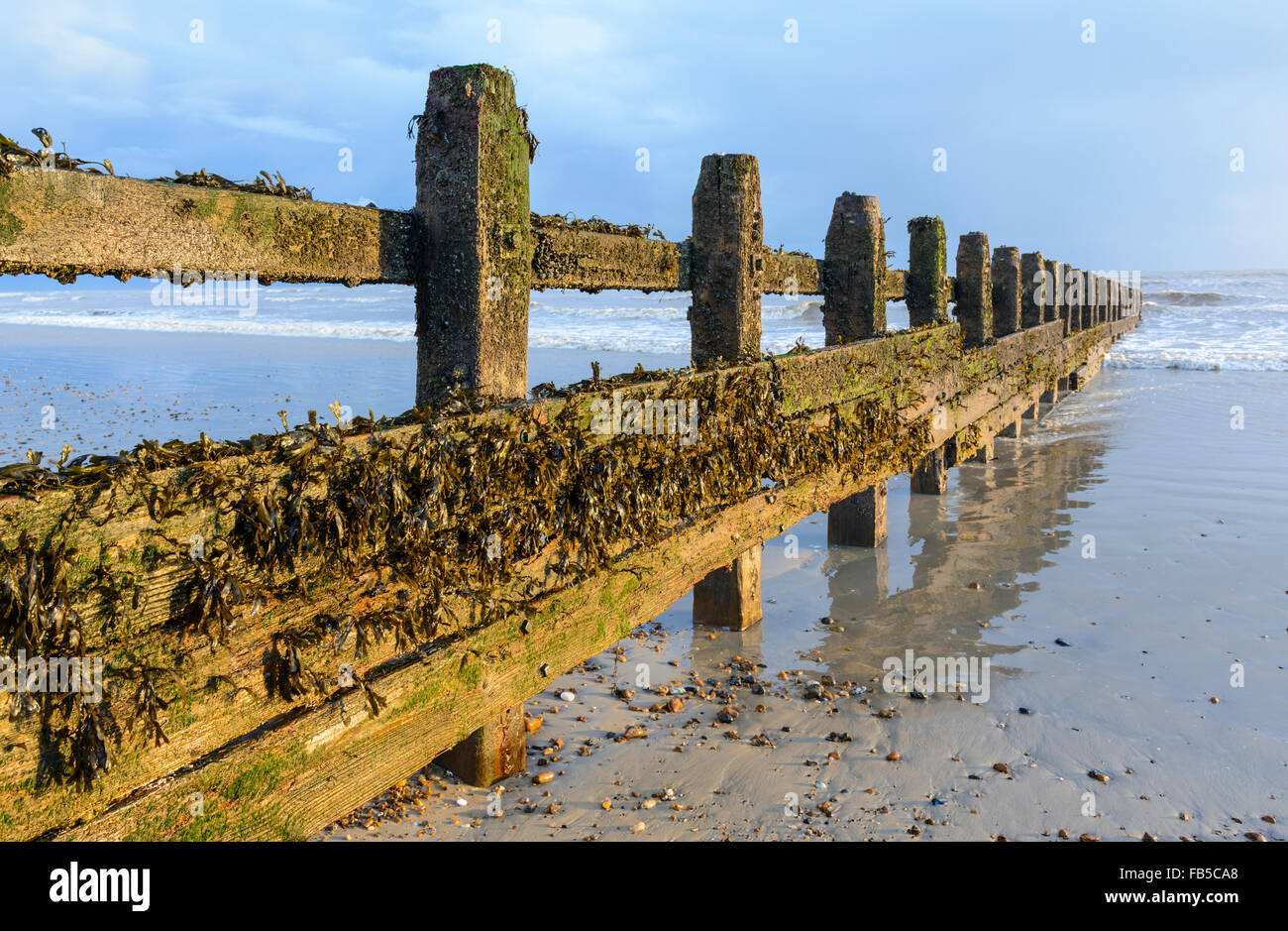 Holz- groyne (Leiste) auf einem Strand bei Ebbe an der Südküste von England, UK. Stockfoto