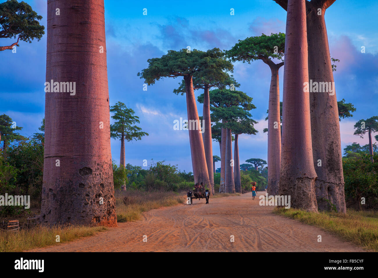 Zwei Ochsen ziehen einen Karren durch die Baobab-Allee, Morondava, Madagaskar. Stockfoto