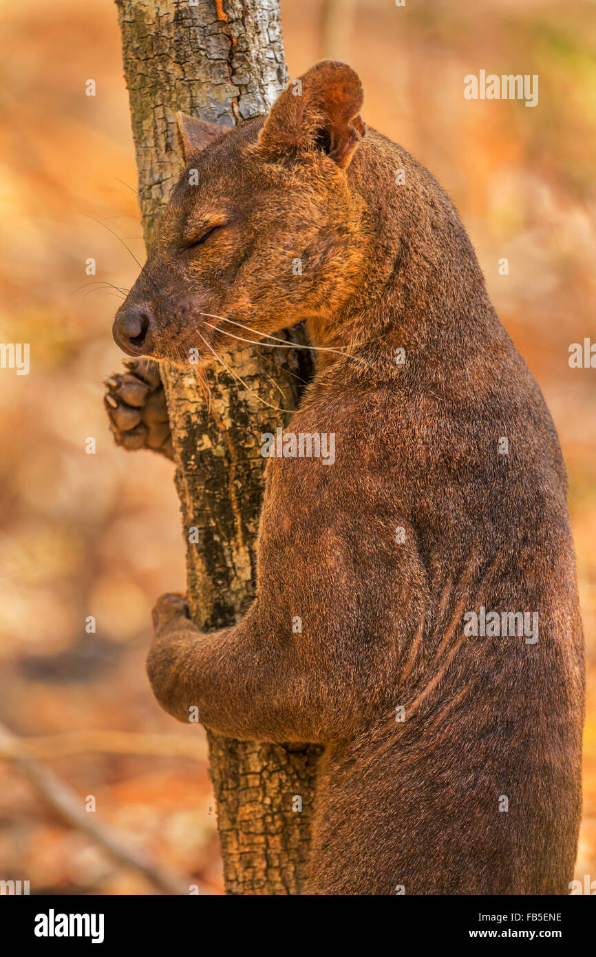 Ein Porträt von einem männlichen Fossa reiben seinen Duft auf einem Baum, Nationalpark Kirindy, Madagaskar. Stockfoto