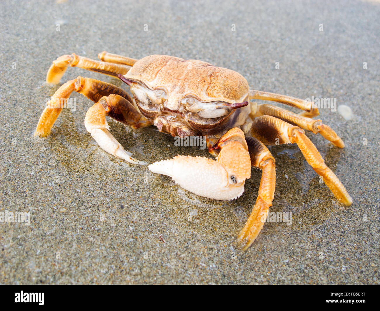 Krabben in der Wildnis von Indien Goa Stockfoto