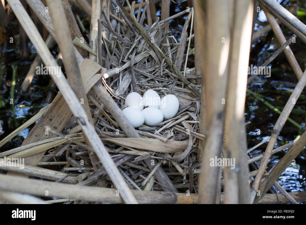 Ixobrychus Minutus. Das Nest der Zwergdommel in der Natur.  Russland. Russland, Rjasan (Ryazanskaya Oblast), die wunderschöne Stockfoto