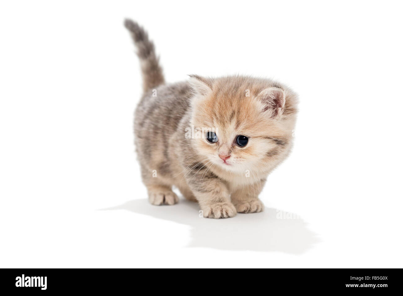 Kleine, lustige Katze Rasse British Marmor, isoliert auf weiss Stockfoto