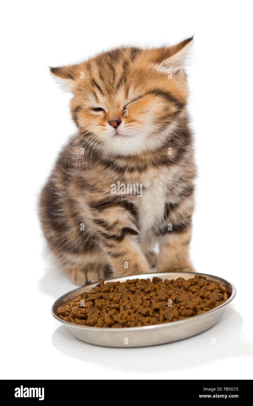 Britische Kätzchen frisst Trockenfutter Stockfoto